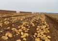 Brazil: Potato Prices Surge Amidst Harvest Slowdown