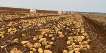 Brazil: Potato Prices Surge Amidst Harvest Slowdown