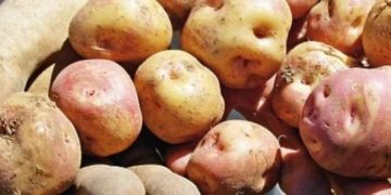 Argentina: The Puna of Belén Bets on the Rescue of the Andean Potato