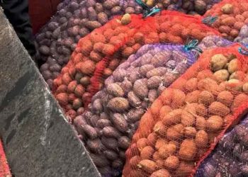 Stavropol Region Tests Domestic Potato Varieties: From Ariel to Commander in the “Potato Capital”