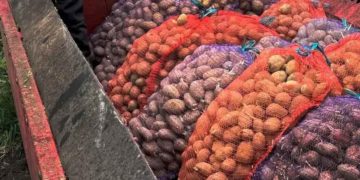 Stavropol Region Tests Domestic Potato Varieties: From Ariel to Commander in the “Potato Capital”