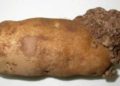 US Potato Industry Demands Immediate Ban on Canadian Imports as Potato Wart Spreads Beyond Quarantine Zones