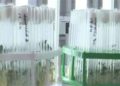 Gorsky GAU Scientists Breed New Potato Varieties “Farn” and “Adeon” Resistant to Heat, Drought, and Viruses