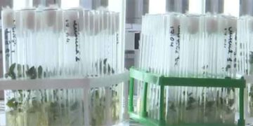 Gorsky GAU Scientists Breed New Potato Varieties “Farn” and “Adeon” Resistant to Heat, Drought, and Viruses