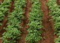 Tyumen Region Farmers Plant 5.5 Thousand Hectares of Potatoes