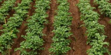 Tyumen Region Farmers Plant 5.5 Thousand Hectares of Potatoes
