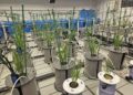 Timiryazev Academy Develops Next-Generation Fertilizers with Sustained Release Technology