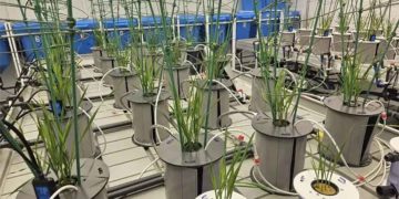 Timiryazev Academy Develops Next-Generation Fertilizers with Sustained Release Technology