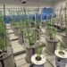 Timiryazev Academy Develops Next-Generation Fertilizers with Sustained Release Technology