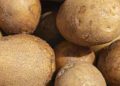 Early Summer “Haji Potato” Season Begins in South Korea’s Gangwon Region