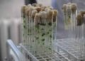 Test-Tube Potatoes: Omsk Scientists Introduce Biotechnology to Boost Yields by 30%