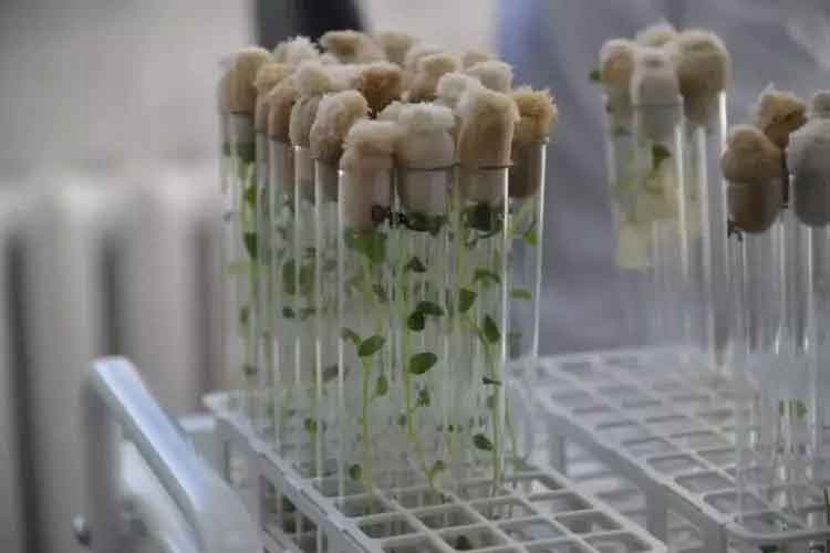 Test-Tube Potatoes: Omsk Scientists Introduce Biotechnology to Boost Yields by 30%