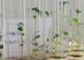 Russian Scientists Develop ‘Alpha’ Potato with Immunity to Diseases and Pests