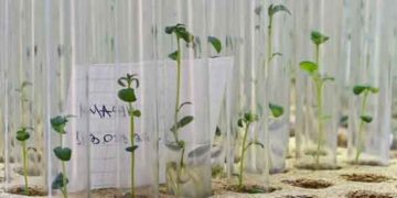 Russian Scientists Develop ‘Alpha’ Potato with Immunity to Diseases and Pests