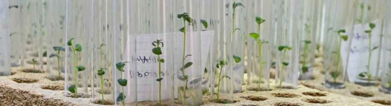 Russian Scientists Develop ‘Alpha’ Potato with Immunity to Diseases and Pests