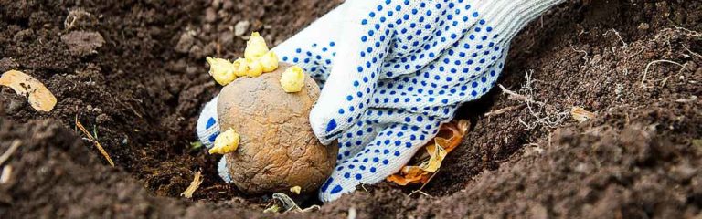 Belarusians Advised to Delay Potato Planting Due to Cold Soil, Says Weather Service