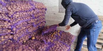 16 Tons of Support: Astrakhan Region Sends Seed Potatoes to Flood-Affected Mountain Districts of Dagestan