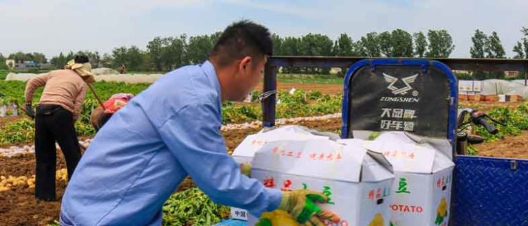 Small Potatoes, Big Industry: How Longyang Town Built Rural Prosperity 18 Small Potatoes, Big Industry: How Longyang Town Built Rural Prosperity