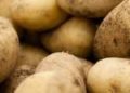 Russian Farmers’ Association Urges Retailers to Buy Domestic Potatoes as Imports Hit Record High