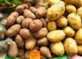 Russian Farmers Face Crisis as Retail Chains Abandon Domestic Potatoes for Imports