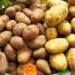 Russian Farmers Face Crisis as Retail Chains Abandon Domestic Potatoes for Imports