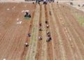 Yemen Achieves Historic Milestone: Potato Seed Company Moves from Self-Sufficiency to Export Capacity