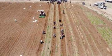 Yemen Achieves Historic Milestone: Potato Seed Company Moves from Self-Sufficiency to Export Capacity