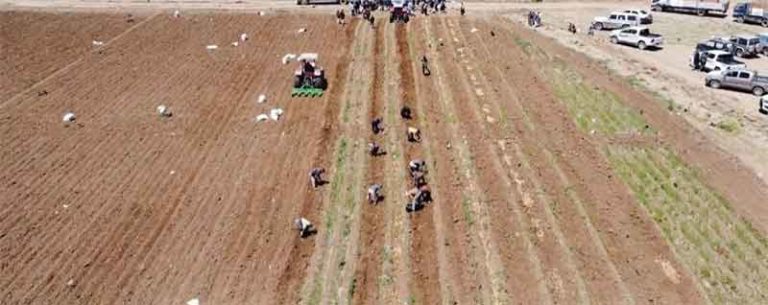Yemen Achieves Historic Milestone: Potato Seed Company Moves from Self-Sufficiency to Export Capacity