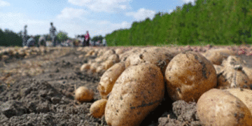 Ethiopia’s Potato Sector: A Rising Star with Vast Investment Opportunities