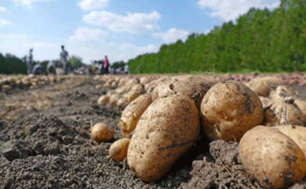 Ethiopia’s Potato Sector: A Rising Star with Vast Investment Opportunities
