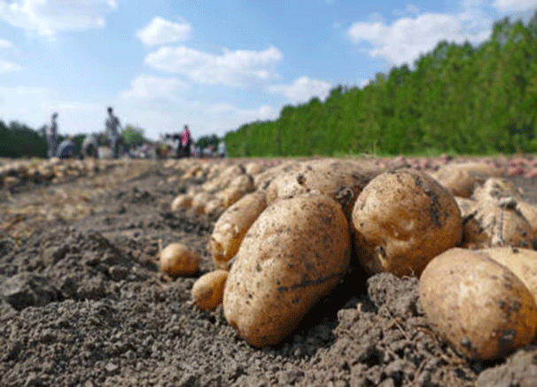 Ethiopia's Potato Sector: A Rising Star with Vast Investment Opportunities 27 Ethiopia’s Potato Sector: A Rising Star with Vast Investment Opportunities