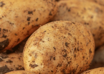 Canada Extends Plant Breeders’ Rights Protection for Potatoes to 25 Years