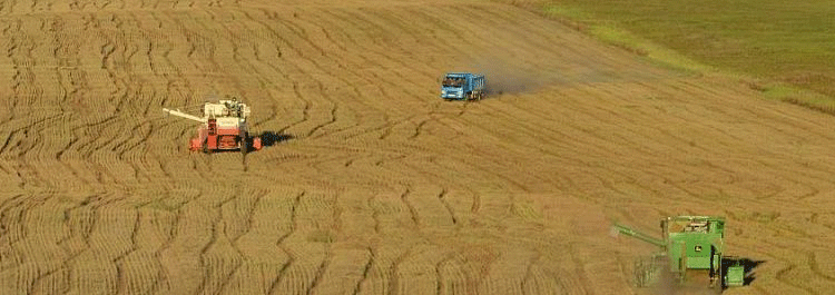 Mongolia Plants 44,600 Hectares of Grains, Potatoes, and Vegetables in Spring Campaign