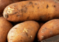 Tropical Guest in Khabarovsk: How Local Gardeners Grow Sweet Potatoes in a Cold Climate