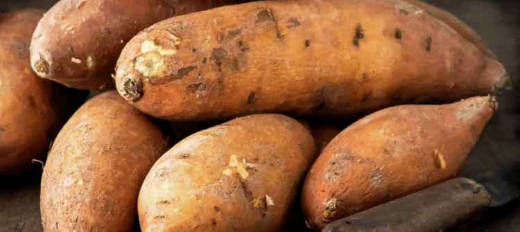 Tropical Guest in Khabarovsk: How Local Gardeners Grow Sweet Potatoes in a Cold Climate