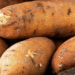 Tropical Guest in Khabarovsk: How Local Gardeners Grow Sweet Potatoes in a Cold Climate
