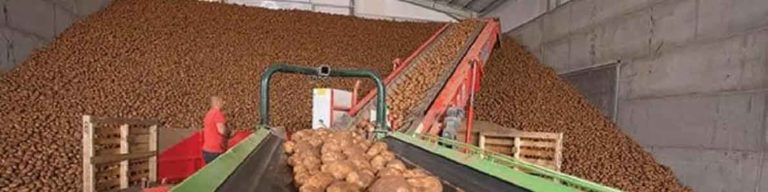 Russian Farm Association Urges Retail Chains to Increase Potato Purchases from Small Farmers as Prices Drop Below Cost