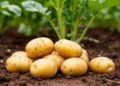 Potato Growing Guide for Voronezh: Best Varieties and Planting Tips for a Bumper Harvest