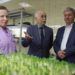 Seed Potato and Microgreen Production Thrives in Arkhangelsk as a Model of Import Substitution