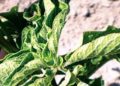 Mop-Top Virus Has Little to No Impact on Tasmanian Potato Industry, Growers Say