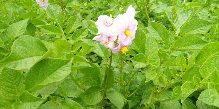 Shangi Kinga: The New Potato Giving Kenyan Farmers Hope Against Late Blight