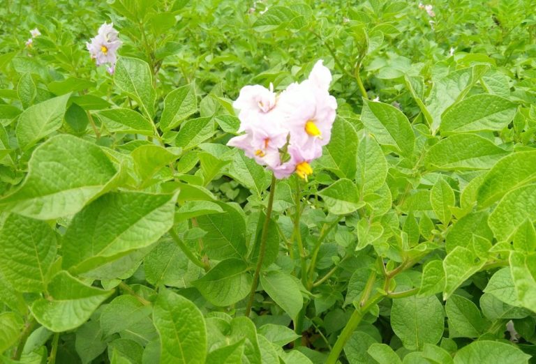 Shangi Kinga: The New Potato Giving Kenyan Farmers Hope Against Late Blight