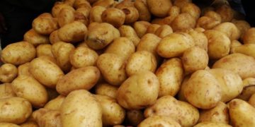 Costa Rica: Productores solicitan respaldo inmediato para fomentar el consumo de papa nacional argenpapa.com.ar/noticia/17232-