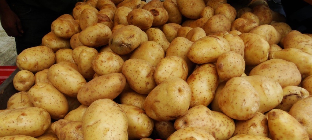 Kostaryka: Productores solicitan respaldo inmediato para fomentar el consumo de papa nacional argenpapa.com.ar/noticia/17232-