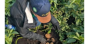 Colombia: PepsiCo Introduces Clean Energy Fertilizer That Could Cut Potato Farming Emissions by Up to 90%