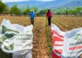Rising Agricultural Costs Put Pressure on Mexican Farmers as Potato Remains One of the Few Profitable Options