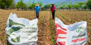 Rising Agricultural Costs Put Pressure on Mexican Farmers as Potato Remains One of the Few Profitable Options