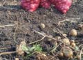 Uruguay Expands Autumn Potato Area by 18% in 2026, Strengthening Regional Supply Prospects
