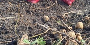 Uruguay Expands Autumn Potato Area by 18% in 2026, Strengthening Regional Supply Prospects