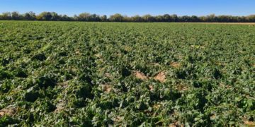 Argentina: Severe Frost Causes Widespread Damage to Potato Crops in Villa Dolores, San Luis, and Córdoba